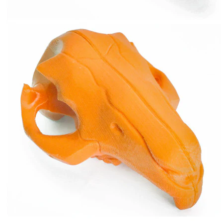 Rabbit Skull